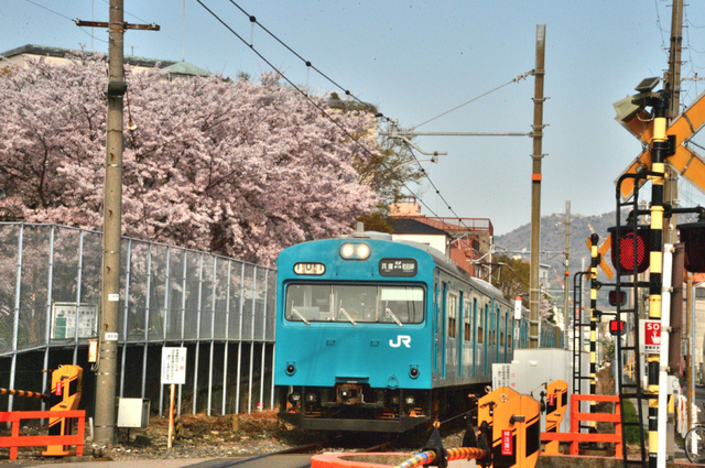 0406和田岬沿線桜と103系_01.JPG
