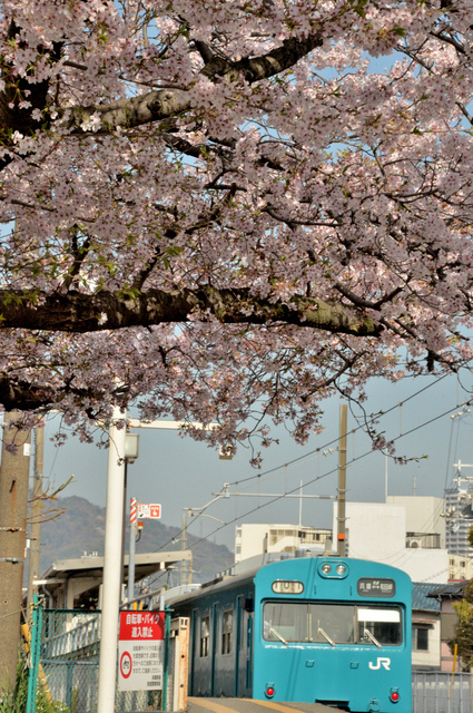 0406和田岬駅桜と103系縦_01.JPG