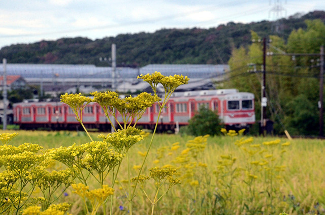 0820二郎神鉄と花.JPG