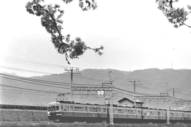 京阪橋本1900系と桜.JPG